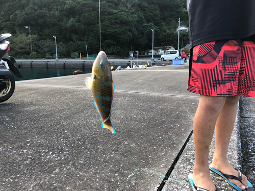 ヒブダイの釣果