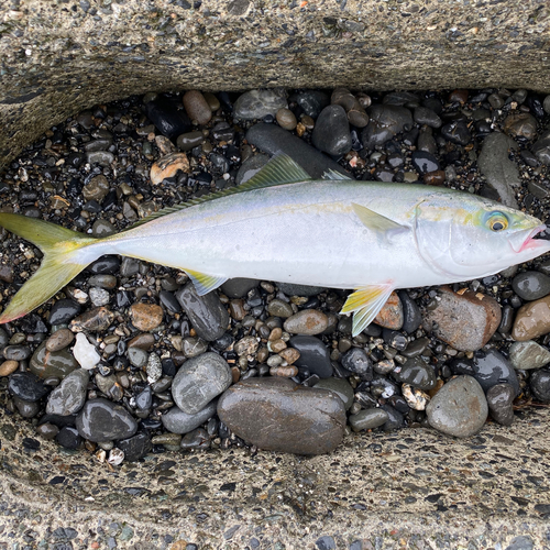 イナダの釣果