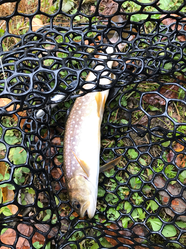 アメマスの釣果