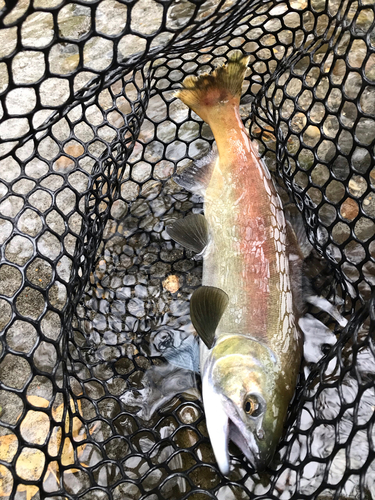 ヒメマスの釣果