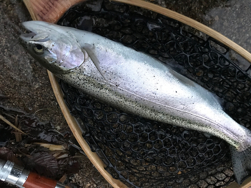 ニジマスの釣果