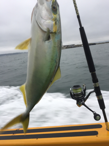 イナダの釣果