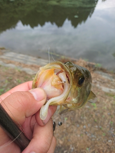 ラージマウスバスの釣果