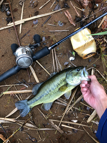 ブラックバスの釣果