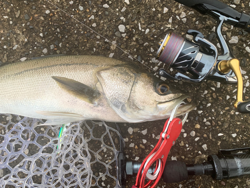 スズキの釣果