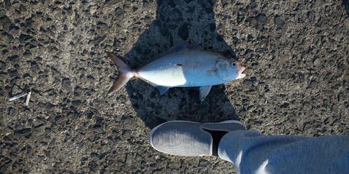 カンパチの釣果