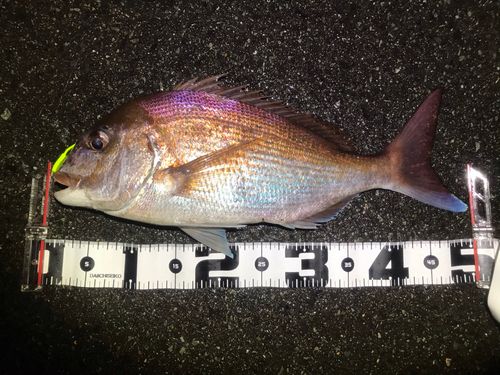 マダイの釣果