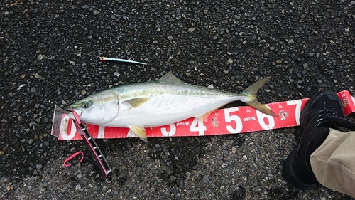 ハマチの釣果