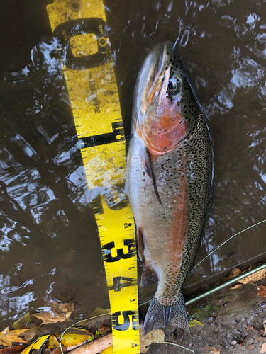 ニジマスの釣果