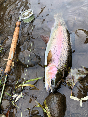 ニジマスの釣果