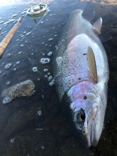 ニジマスの釣果