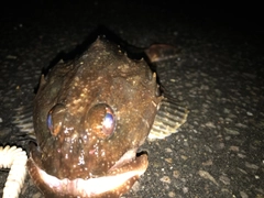 マカジカの釣果