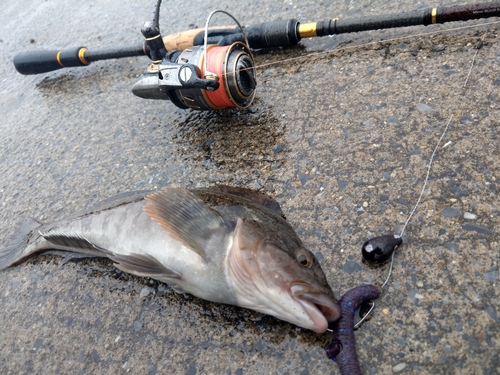 アイナメの釣果