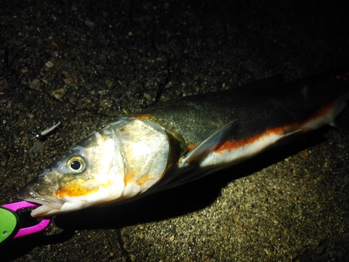 ウグイの釣果