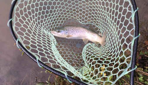 ブラウントラウトの釣果