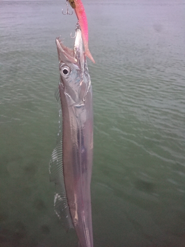 タチウオの釣果