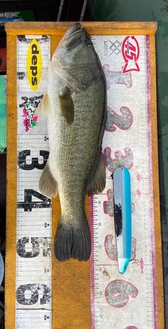 ブラックバスの釣果