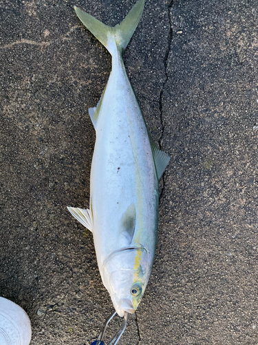 ショッコの釣果