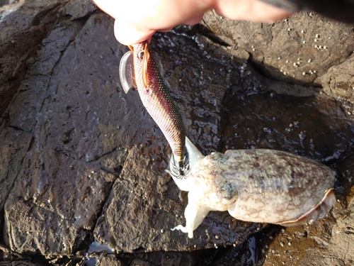 コウイカの釣果