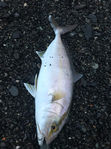 ショゴの釣果