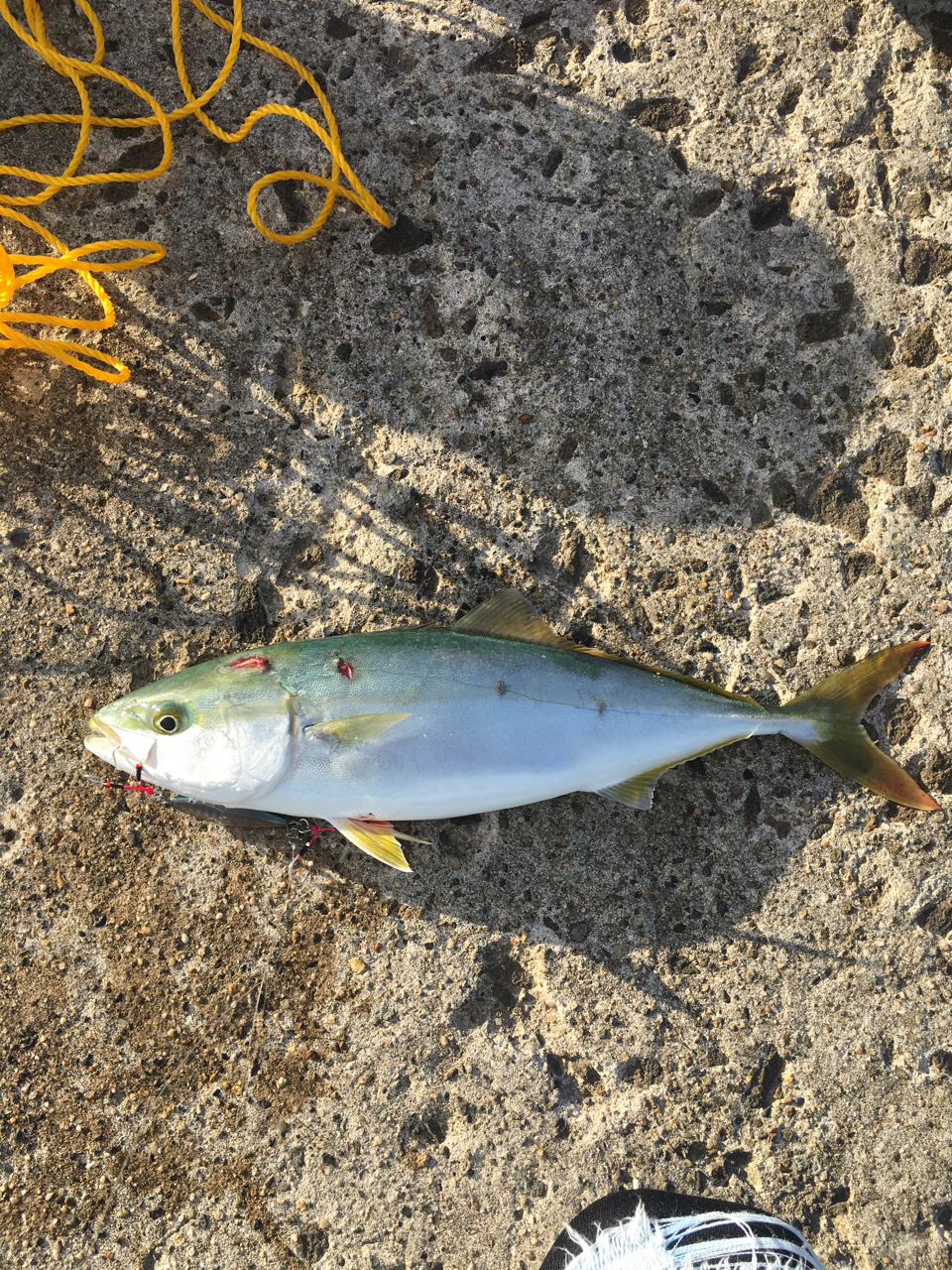 うんこたれ   うんこたれ蔵 さんの 2019年10月20日のイナダの釣り・釣果情報(秋田県 - 五里合漁港) - アングラーズ | 釣果600万件の魚釣り情報サイト