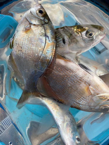 ウミタナゴの釣果