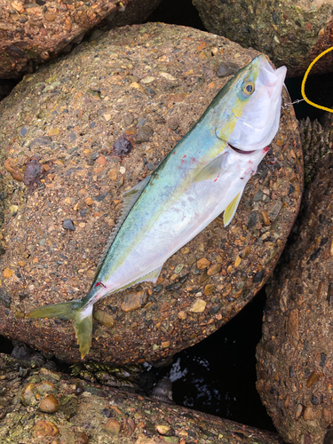 ハマチの釣果