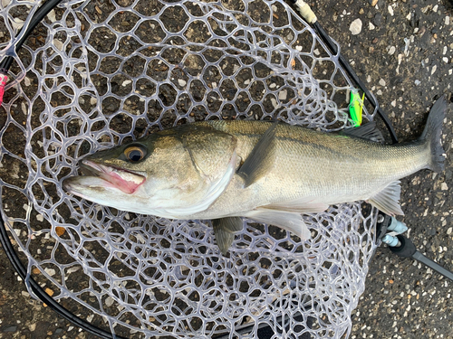 スズキの釣果