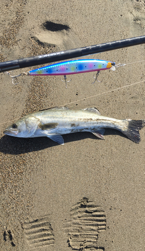 スズキの釣果