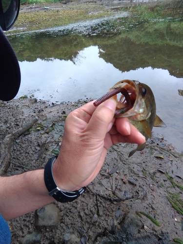 ラージマウスバスの釣果