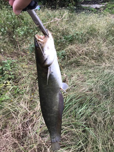 ニホンナマズの釣果