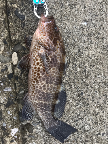 オオモンハタの釣果