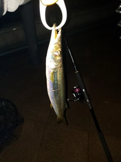 カマスの釣果