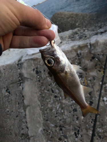 ムツの釣果