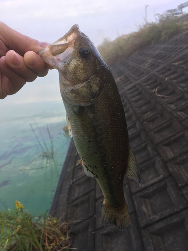 ラージマウスバスの釣果