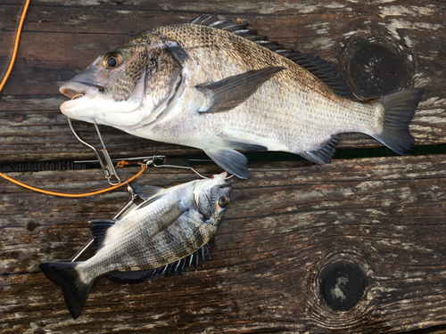 チヌの釣果