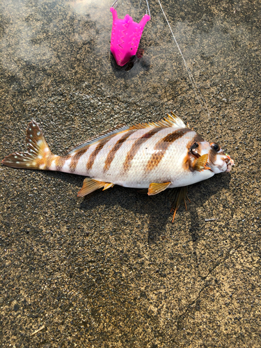 タカノハダイの釣果