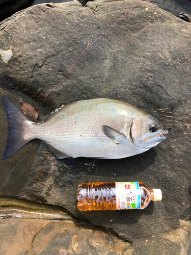 イスズミの釣果