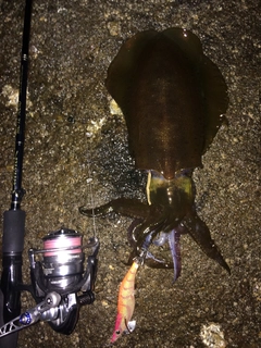 アオリイカの釣果