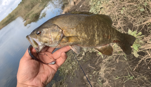 スモールマウスバスの釣果