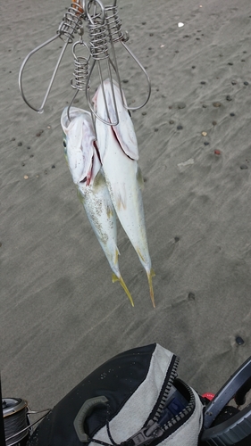 ワカシの釣果