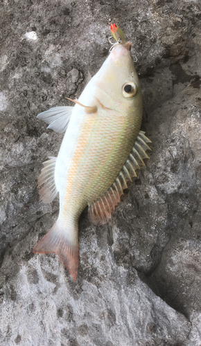 ハマフエフキの釣果