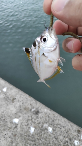 ヒイラギの釣果