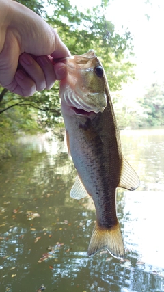 ラージマウスバスの釣果