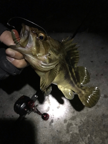 シマソイの釣果