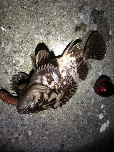 オウゴンムラソイの釣果