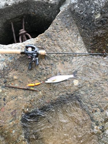 アメマスの釣果