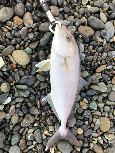 ショゴの釣果