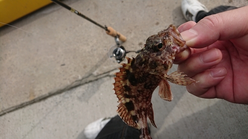 アラカブの釣果