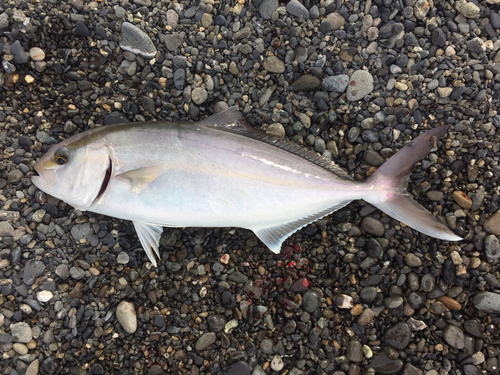 カンパチの釣果